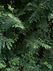 Palms of evergreen tree
