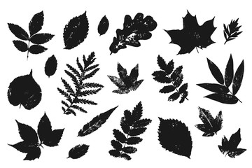 Hand drawn leaves elements set. Autumn leaf shape background