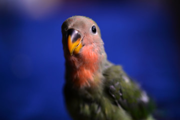 Close up portrait of beautiful lovebird parrot baby