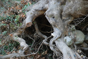 tree roots