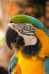  Costa Maya, Blauflügelara , Primolius Maracana, Portrait 