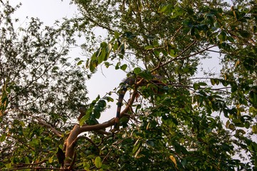 Iguana is an animal in the chameleon family nestling on a tree in this garden.
