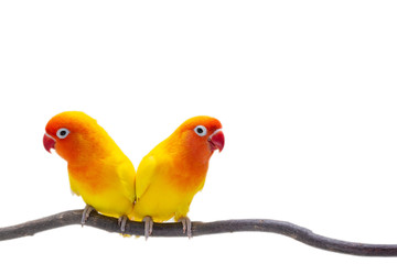 The Double Yellow Lovebird on white backgro