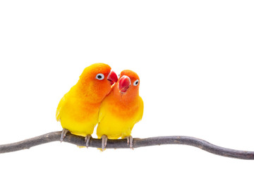 The Double Yellow Lovebird on white backgro