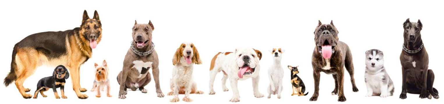 Group of eleven cute dogs, isolated on white background
