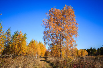 Autumn landscape with birches