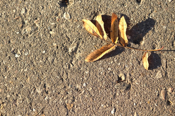 Long walks. Dry leaves. Beautiful autumn.