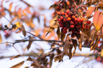 Long warm walks. Sunny day. Good mood