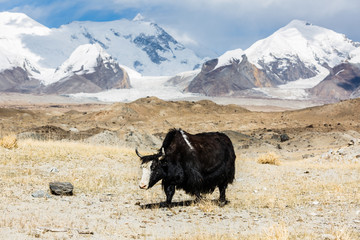 Yak in front of Pamir mountains (near Lake Karakul - Xinjiang, China)