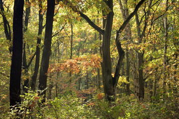 herbstwald