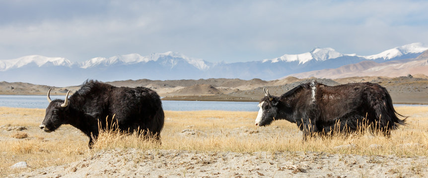 Two yaks near Lake Karakul (Xinjiang Province, China). Along the Karakorum Highway.