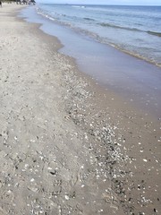 Muscheln am Strand