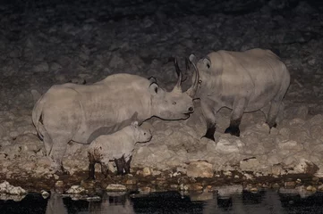 Foto auf Acrylglas Nashorn Black rhino family at night, etosha nationalpark, namibia