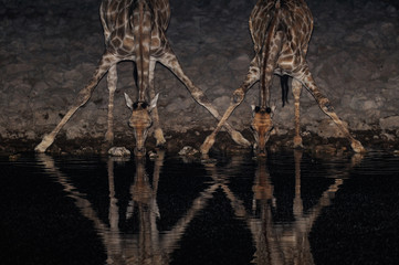 Giraffe is drinking on a waterhole at night, etosha nationalpark, namibia © Photohunter