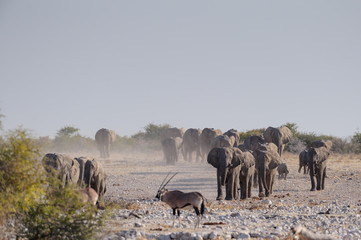 Fototapeta na wymiar African elephant herd are walking to the waterhole, etosha nationalpark, namibia