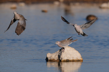 Cape turtle dove drink on a waterhole, etosha nationalpark, namibia