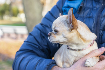 Little chihuahua dog in the owner hands