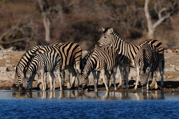 Fototapeta na wymiar Burchell's zebra herd on a waterhole, etosha nationalpark, namibia