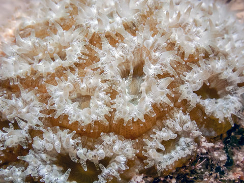 Great star coral at night
