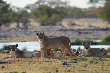 Lion group look curious, etosha nationalpark, namibia