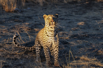 Leopard is looking for catch, namibia