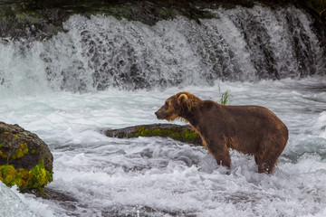 Grizzly bear in Alaska Katmai National Park hunts salmons (Ursus arctos horribilis)