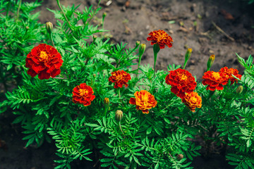 Beautiful bright orange Tagetes patula or French marigold flowers growing in the garden. Summer nature in bloom.