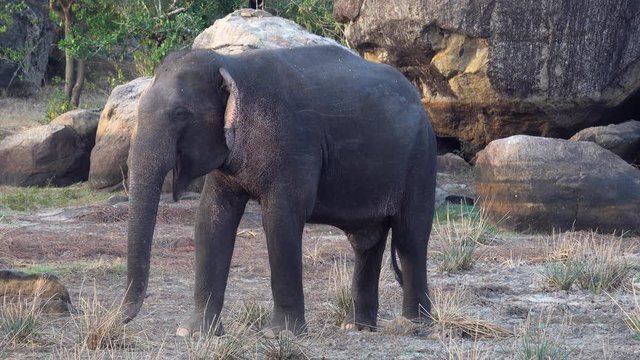 Elephant grazing at Okanda in Kumana national park, Sri Lanka
