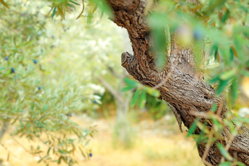 Olive tree garden