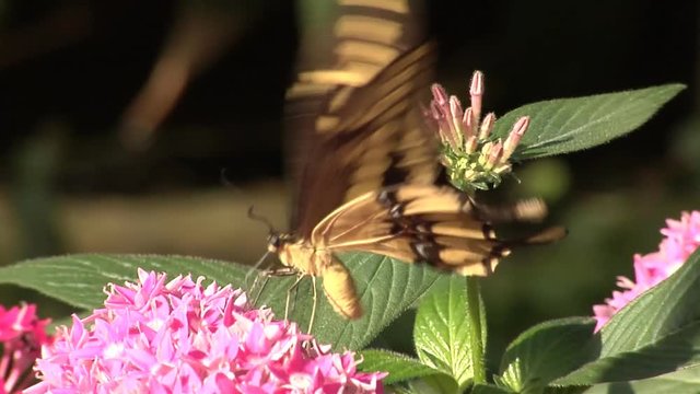 Yellow swallowtail butterfly feeding on pink flowers. Slow motion recording originally shot at 60fps, slowed down to 25 fps.