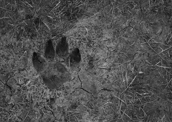 Dog paw imprint on soil