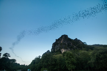 Naklejka premium Bats fly out cave to sky at suskothai thailand