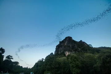 Zelfklevend Fotobehang Bats fly out cave to sky at suskothai thailand © Eaknarin