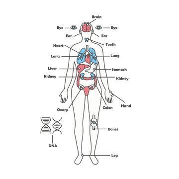 Female human anatomy body internal organs vector diagram