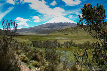 The Cotopaxi perfect volcano with some vegetation in high altitude. Ecuador