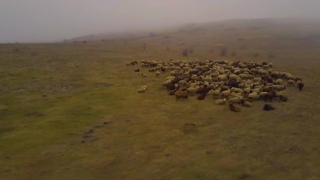 A Flock Of Sheeps Goes In The Fog
