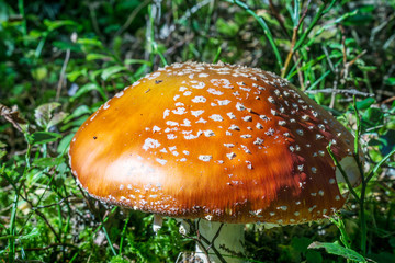 giftiger fliegenpilz im wald