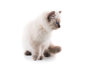 Adorable cat on isolated white background