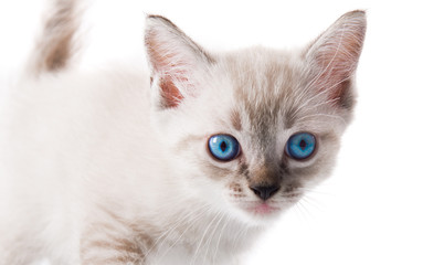 Adorable cat on isolated white background