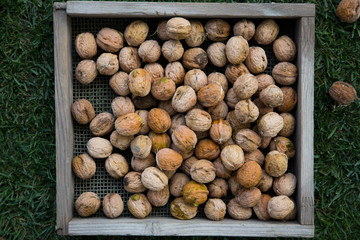 Fresh harvest of walnuts from the tree, nutritious vegetarian superfood