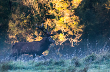 Dominant red stag deer walking through a frosty meadow during autumn