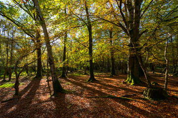 Sunlight breaking through beautiful scenic autumn forest