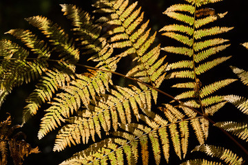 Autumn fern leaf lit by sunlight in a forest