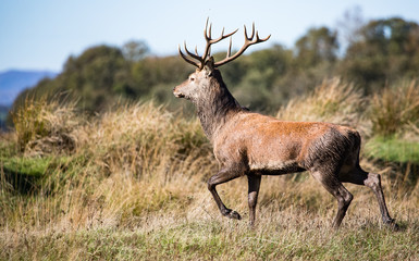 Red stag deer runnning through a grassy meadow during autumn, Killarney national park, Irreland