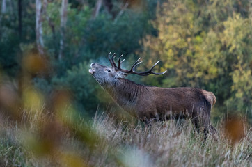 Dominant red stag deer roaring in the morning during autumn rutting season