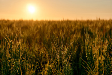 Fototapeta premium Golden yellow grain or wheat field backlit by the sun at sunset with copy space. Solar or clean energy.