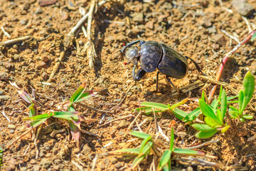 Closeup of one dung beetle on natural habitat in South Africa. Blurred background.
