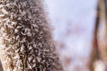 Frozen branch and blue sky background