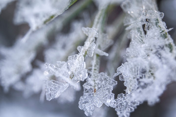 Frozen and icing pine needles macro