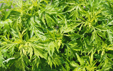 ヨモギ　春　素材